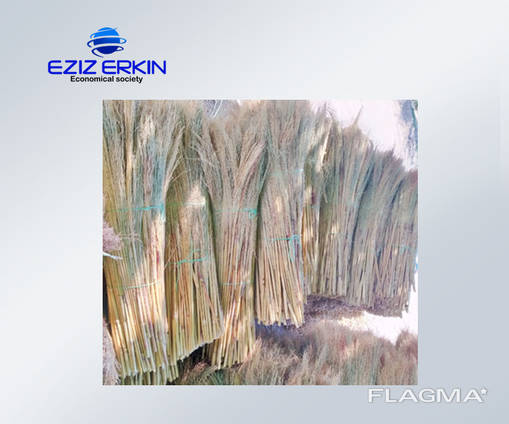 Сорго для производства веников