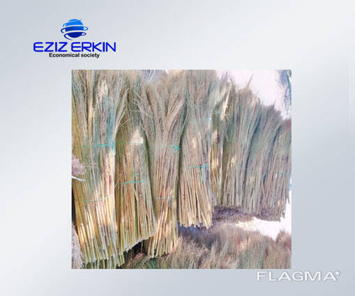 Сорго для производства веников