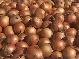 Wholesale high quality onions
