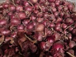Wholesale high quality red onion