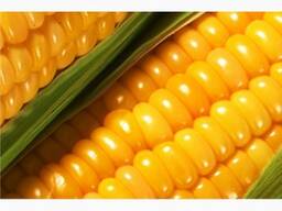 Yellow Corn Ukraine Origin
